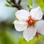 Blühende Mandelblüte auf Mallorca im Frühling, ein typisches Wahrzeichen der Insel.