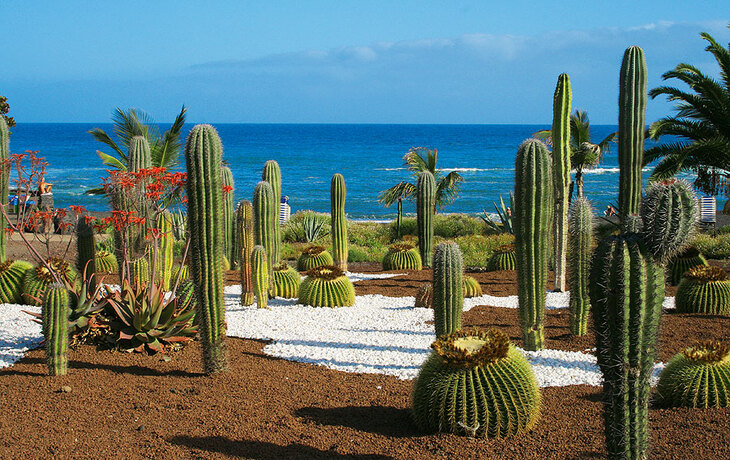 Kakteen und Palmen vor blauem Meer am Playa Jardin auf Teneriffa.