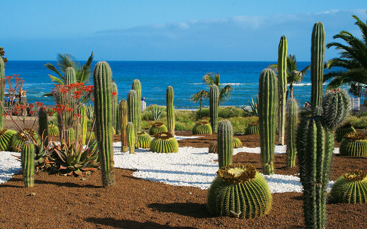 Kakteen und Palmen vor blauem Meer am Playa Jardin auf Teneriffa.