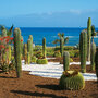 Kakteen und Palmen vor blauem Meer am Playa Jardin auf Teneriffa.