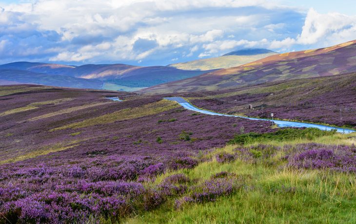 Landschaft mit lila Heidekraut und geschwungener Straße.