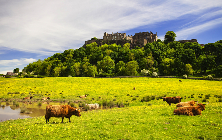 Weidende Hochlandrinder vor Schloss Stirling auf Hügel in Schottland