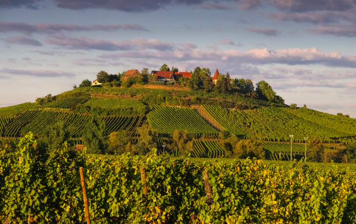 Weinberg auf einem Hügel mit Bauernhof und Kirchturm im Hintergrund.