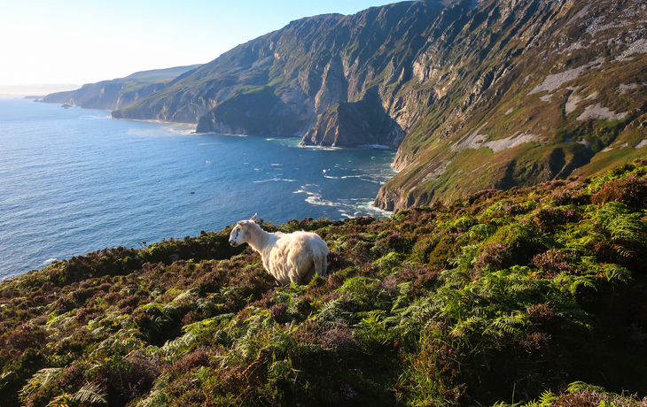 Schaf auf einer grünen Klippe mit Blick aufs Meer und eine felsige Küstenlandschaft.
