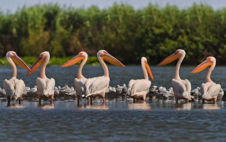Eine Gruppe von weißen Pelikanen steht im Wasser, mit grünem Schilf im Hintergrund.