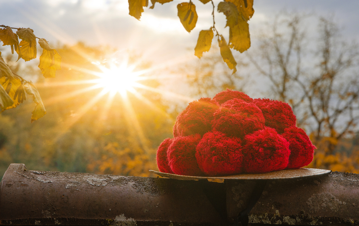 Rote Wollknäuel auf einem Ast bei Sonnenuntergang im Herbst.