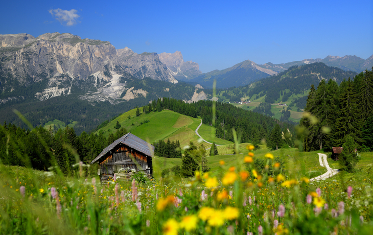 Blühende Wiese mit Almhütten und Dolomiten im Hintergrund bei blauem Himmel.