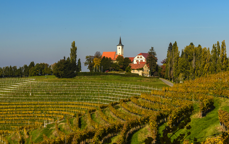 Weinberg mit Kirche im Hintergrund, blauer Himmel, Bäume.