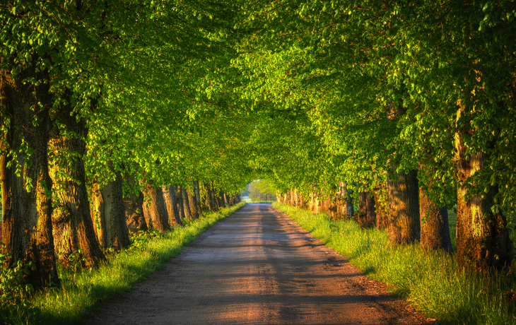 Lange Allee mit Bäumen auf beiden Seiten im Sonnenlicht.