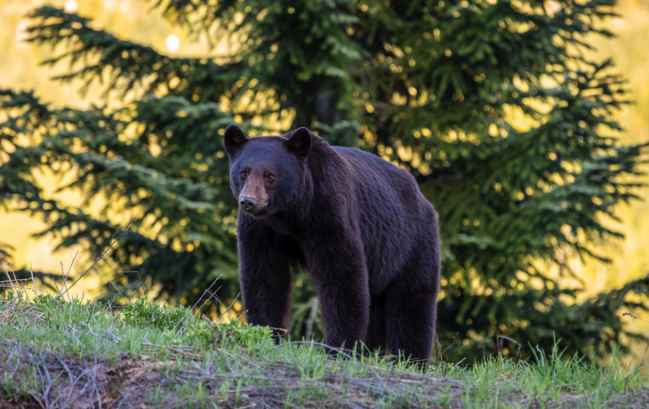 Ein Braunbär steht auf einer Wiese vor einem Nadelbaum.