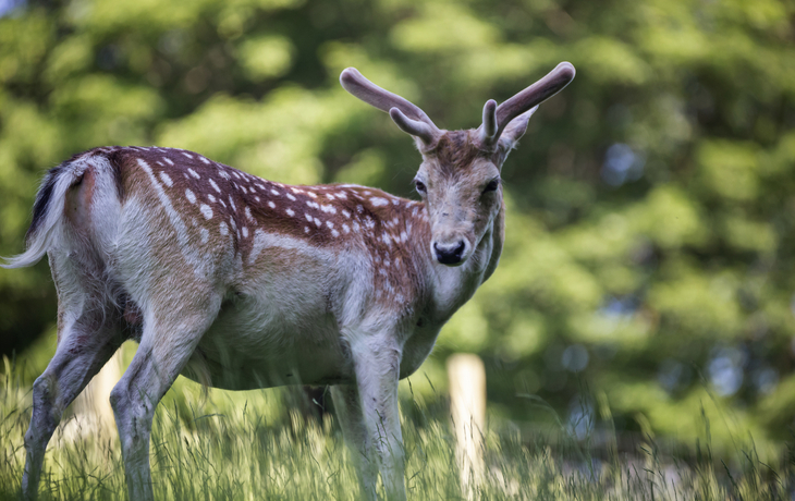 Wildpark Gersfeld (Rhön)