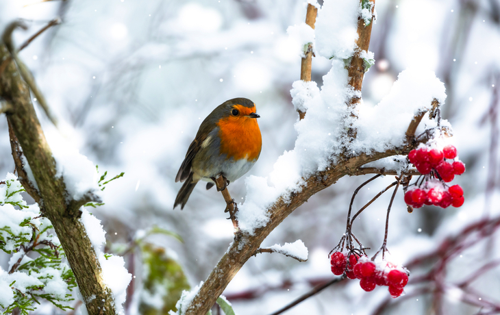 Rotkehlchen im winterlichen Wald