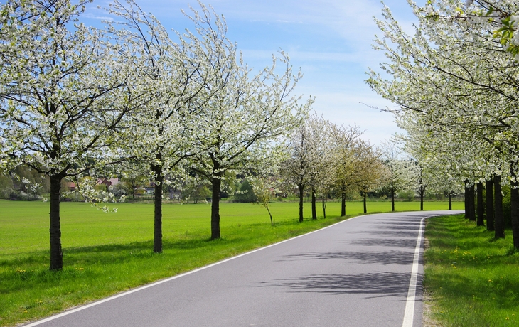 Landstraße gesäumt von blühenden Bäumen im Frühling.