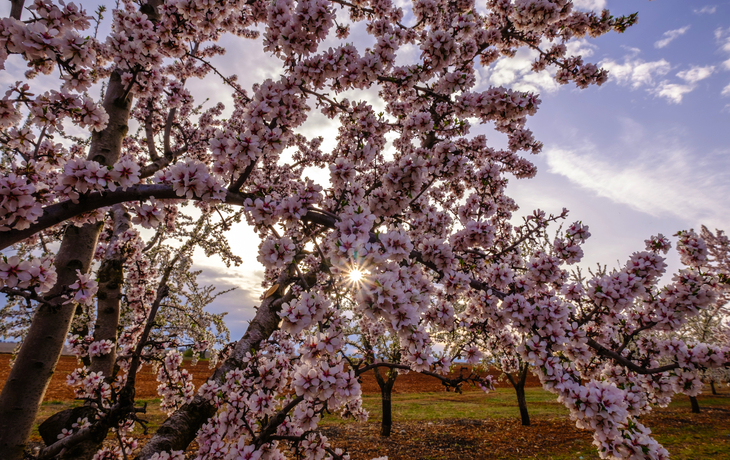 Ein Mandelbaum in voller Blüte in der Provence, Frankreich, während des Frühjahrs.