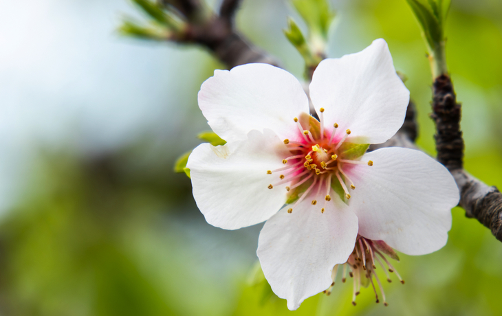 Blühende Mandelblüte auf Mallorca im Frühling, ein typisches Wahrzeichen der Insel.